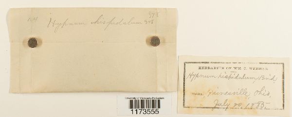 Campylophyllum hispidulum image