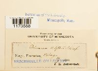 Kiaeria blyttii image