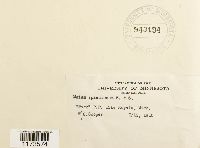 Mnium spinulosum image