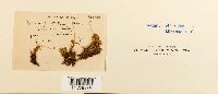 Rhizomnium punctatum image