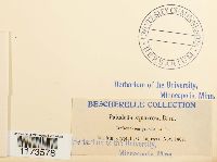 Paludella squarrosa image