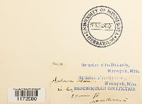 Philonotis calcarea image