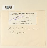 Rhodobryum roseum image