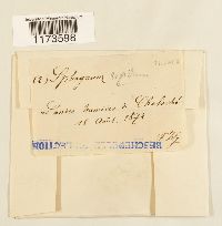 Sphagnum compactum image