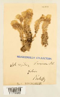 Sphagnum compactum image