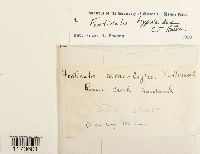 Fontinalis hypnoides image