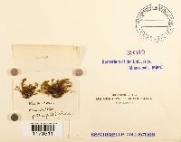 Mniobryum carneum image