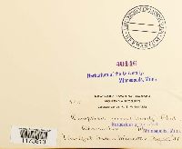 Oncophorus virens image