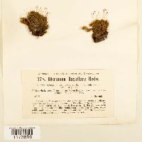 Dicranum flagellare image