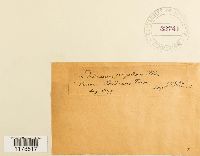 Dicranum flagellare image