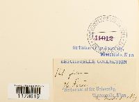 Philonotis fontana image