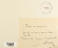 Sphagnum quinquefarium image