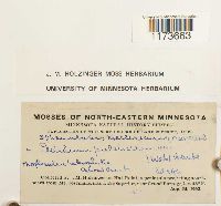 Crossocalyx hellerianus image