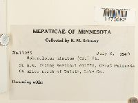 Sphenolobus minutus image