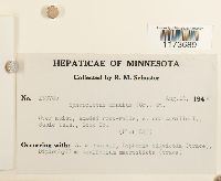 Sphenolobus minutus image