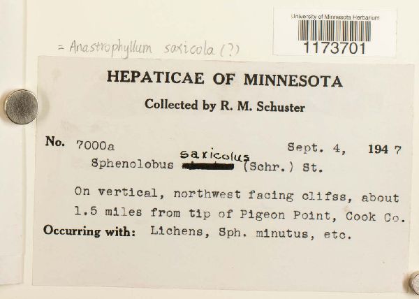 Sphenolobus saxicola image