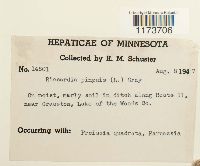 Aneura pinguis image