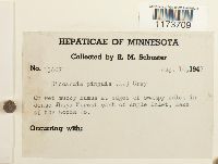 Aneura pinguis image