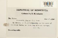 Aneura pinguis image