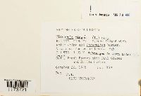 Aneura pinguis image