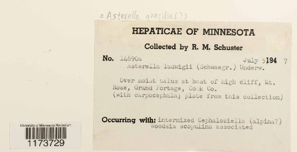 Mannia gracilis image