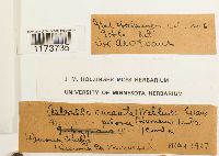 Asterella saccata image