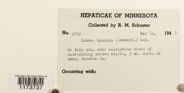 Clevea hyalina image