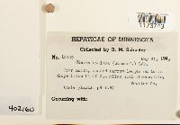 Clevea hyalina image