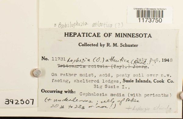 Orthocaulis atlanticus image