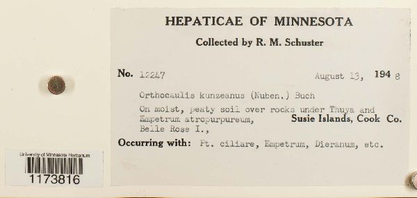 Anastrophyllaceae image