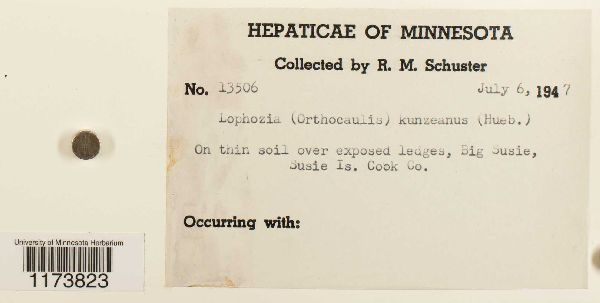 Schljakovia kunzeana image