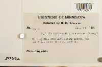 Schljakovia kunzeana image