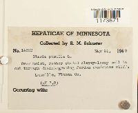 Blasia pusilla image