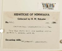 Blepharostoma trichophyllum image