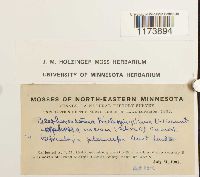 Blepharostoma trichophyllum image