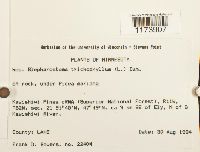 Blepharostoma trichophyllum image