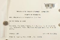 Blepharostoma trichophyllum image