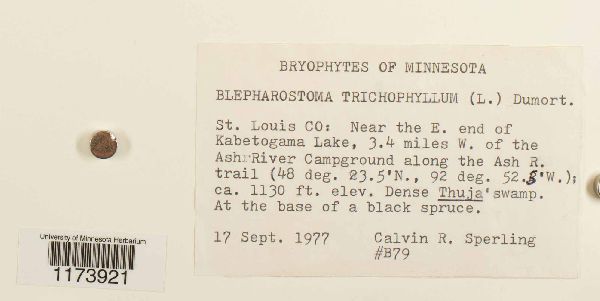 Blepharostoma trichophyllum image