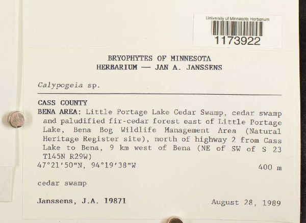 Calypogeiaceae image