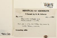 Calypogeia integristipula image