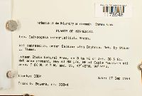 Calypogeia integristipula image