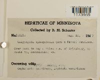 Calypogeia sphagnicola image