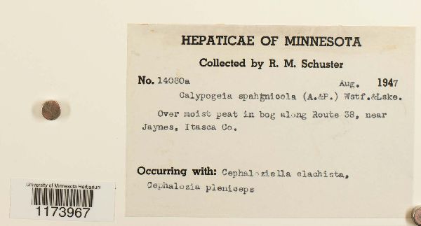 Calypogeia sphagnicola image