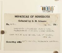 Calypogeia sphagnicola image