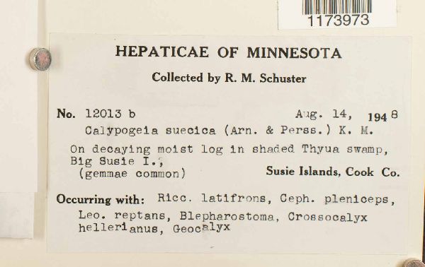 Calypogeia suecica image