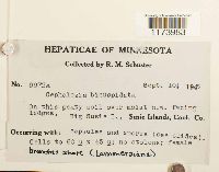 Cephalozia bicuspidata image