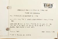 Cephalozia bicuspidata image