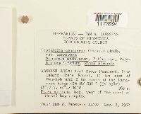 Fuscocephaloziopsis connivens image