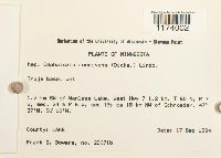 Fuscocephaloziopsis connivens image