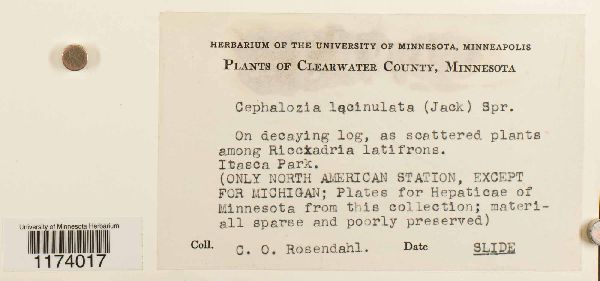 Cephalozia lacinulata image